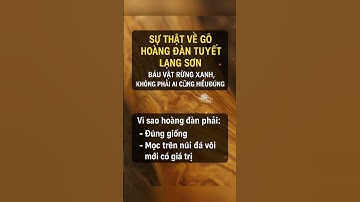 Sự thật về gỗ Hoàng đàn tuyết Lạng Sơn – Báu vật không phải ai cũng hiểu đúng #minhminhtv #trending