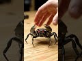 This Everyday Tool Has a Robot Crab Mode! |