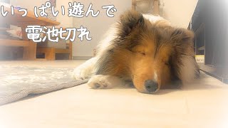 子犬の電池切れの瞬間～寝ないように頑張ったけどやっぱり無理～ by ヒロシとアリーのそら 197 views 2 months ago 6 minutes, 26 seconds