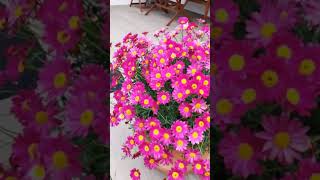 Лето. Летнее настроение. Розы и Цветы располагают к хорошему настроению.