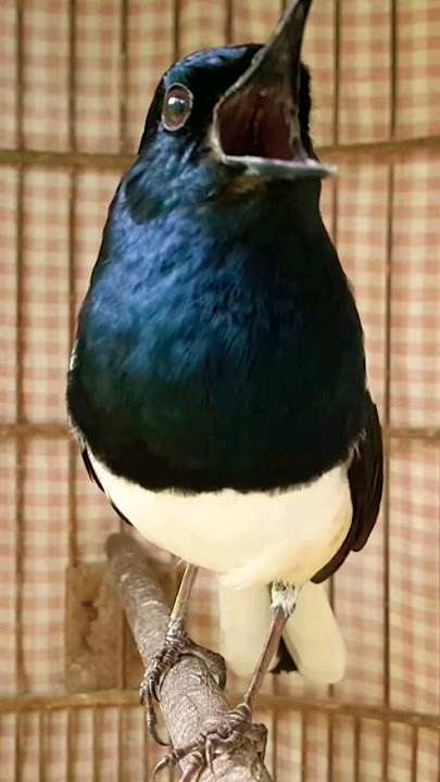 chòe than hót hay căng lửa cực đỉnh kích bổi căng lửa