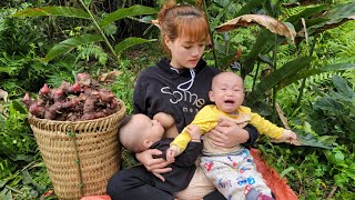 Single mother and two children harvest galangal roots to sell | Quan Van Truong