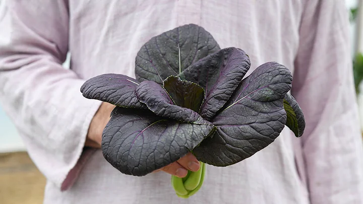 Top 12 Vegetables For Your Garden! Jere Gettle's 1...