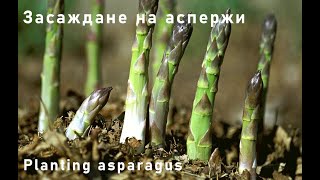 : Planting asparagus from crowns. /     