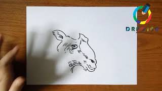 How to Draw Mammals | كيفية رسم الثدييات