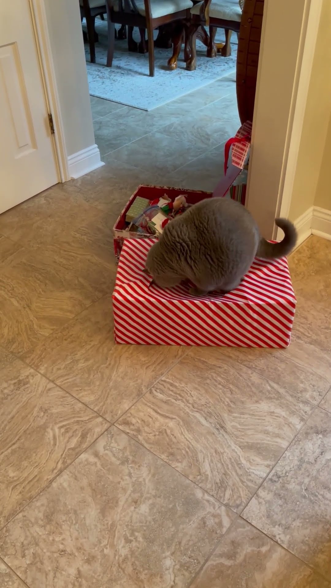 Cat Tests Christmas Presents Structural Integrity || ViralHog
