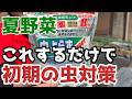 【ミニトマト】これするだけで初期の虫被害を軽減。虫を引き寄せない【無農薬】