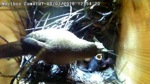 Irvine Nest Cam: Parenting Puzzle