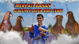 HARI PERTAMA ‼️ PELATIHAN MERPATI BAHAN PINDAH LAPAK, SI JAMBUL DIJARAK 20 METER