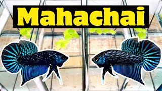 បង្កាត់និងបំបែកត្រីក្រឹមព្រៃ Mahachai (មហាឆៃ) | ขุ่นปลากัดมหาชัย #betta #ปลากัดมหาชัย #cupang