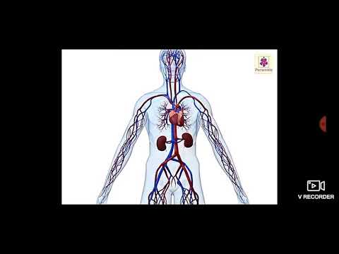 Explanation of heart and how it works??(circulatory system) - YouTube