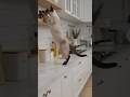 Funny Cats #cat
