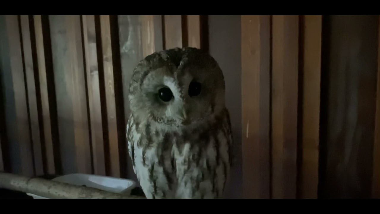 フクロウ の 鳴き声