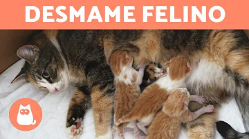 Quando mudar a ração de filhote gato?