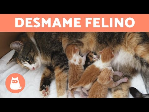 Vídeo: Como Desmamar Um Gatinho De Roer Fios