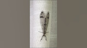 Seeing Faces in Everyday Objects - Part 110 #pareidolia #shorts #illusion