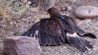 Falconry