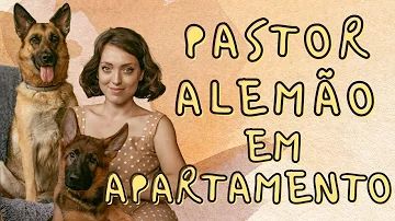 Como cuidar de uma cadela pastor alemão?