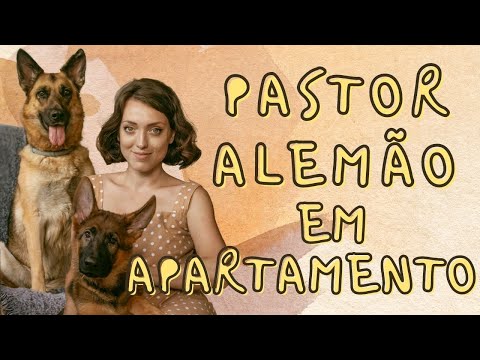 Vídeo: Os pastores alemães podem morar em apartamentos?