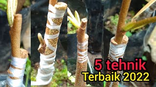 5 tehnik sambung bonggol durian usia dini yang mudah berhasil @ilmu_grafting
