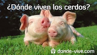 ¿Dónde viven los cerdos?