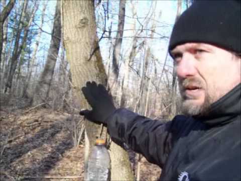 Video: Mikä on Boxelder-puu: Tietoja Boxelder-vaahteran kasvatuksesta