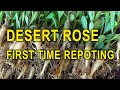 DESERT ROSE - FIRST TIME REPOTING