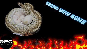 AMAZING NEW GENE - TAKING THE BP WORLD BY STORM!