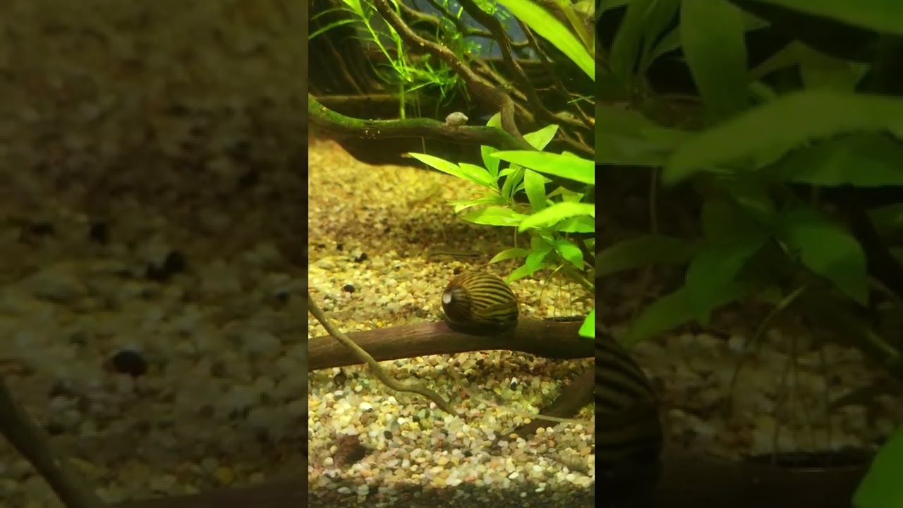 One My Zebra Nerite Snails Feeding On Bogwood With Baby Guppy Fry In