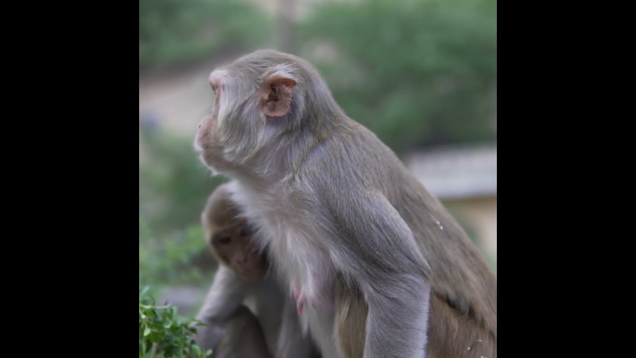 Controlling The Monkey Mind 