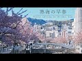 【ひとり旅】熱海の桜と梅スポットを巡る散策Vlog。|糸川遊歩道|熱海梅園【伊豆観光】/ Japan travel, Viewing Sakura and Plums in Atami, Izu.