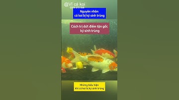 Cách diệt trùng mỏ neo và rận nước cho cá koi #hocakoi #rannuoc #trungmoneo #shorts #short
