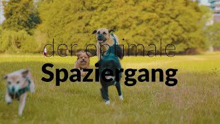 Folge #5 Gassi mit Masih: DER OPTIMALE SPAZIERGANG MIT DEM HUND | Drei Tipps für die Hunderunde |