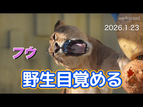 When Instinct Awakens 🦁 Fu vs. the Egg Ball | Kushiro Zoo - YouTube
