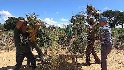 Como é feita a colheita de arroz?