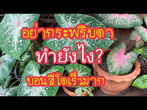 สุดตะลึง!!ใส่ปุ๋ยยังไงบอนสีโตเร็วมาก แตกกอใบใหญ่สีสวยงามทุกต้นชัวร์ สาคู channel by แม่จิ๋ม