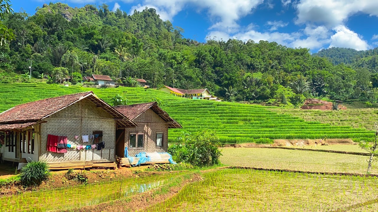 Keindahan Suasana Pedesaan Di Tengah Sawah Bikin Adem And Damai