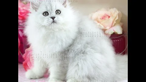 Video 575891: female silver persian kitten