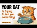 Why Your Cat Drinks Water Wrong and How to Fix It?