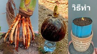 วิธีทำบอนไซมะพร้าว รากคลุมกะลา ต้นตรง Bonsai coconut Bonsai kelapa