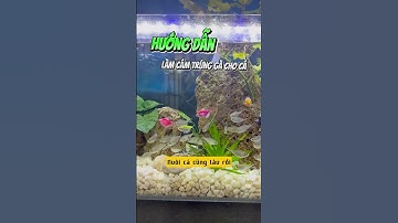 Hướng Dẫn Làm Cám Trứng Cho Cá Cảnh Ăn Mau Lớn - Nuôi cá dưỡng tâm