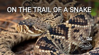 On the trail of the deadly venomous Eastern diamondback rattlesnake in Florida