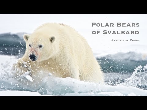Video: Beruang Es Dan Angin Arktik Di Svalbard - Matador Network