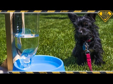 Video: De bästa självuppfyllande vattenskålarna för hundar