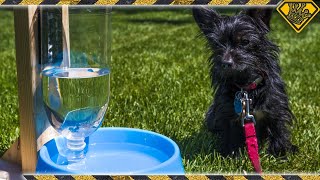 DIY Self Filling Pet Water Bowl