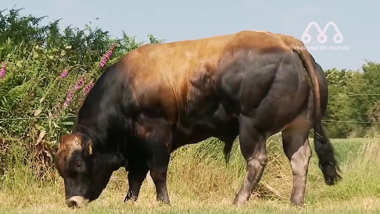 10 MAIORES TOUROS DO MUNDO YouTube 10 MAIORES TOUROS DO MUNDO YouTube