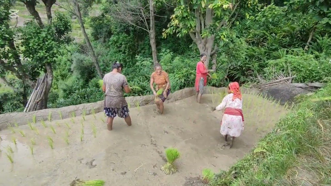 २०८२सालको रोपाइँलाई नी अन्त्य गर्योguys धेरै रमाइलो भयो सुरुमाभन्दा अन्तिम मा रमाइलो छ हेर्नुहोला है