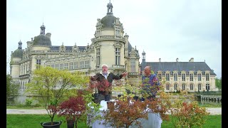 LES ÉRABLES DU JAPON, DES PETITS ARBRES POUR TOUS LES JARDINS OU MÊME LE BALCON (Saga Chantilly N°7)