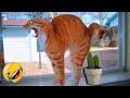 Funny animals 2024 funniest cats and dogss