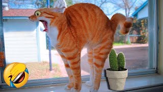 Funny Animal Videos 2024!😂 Funniest Cats and Dogs Videos🥰